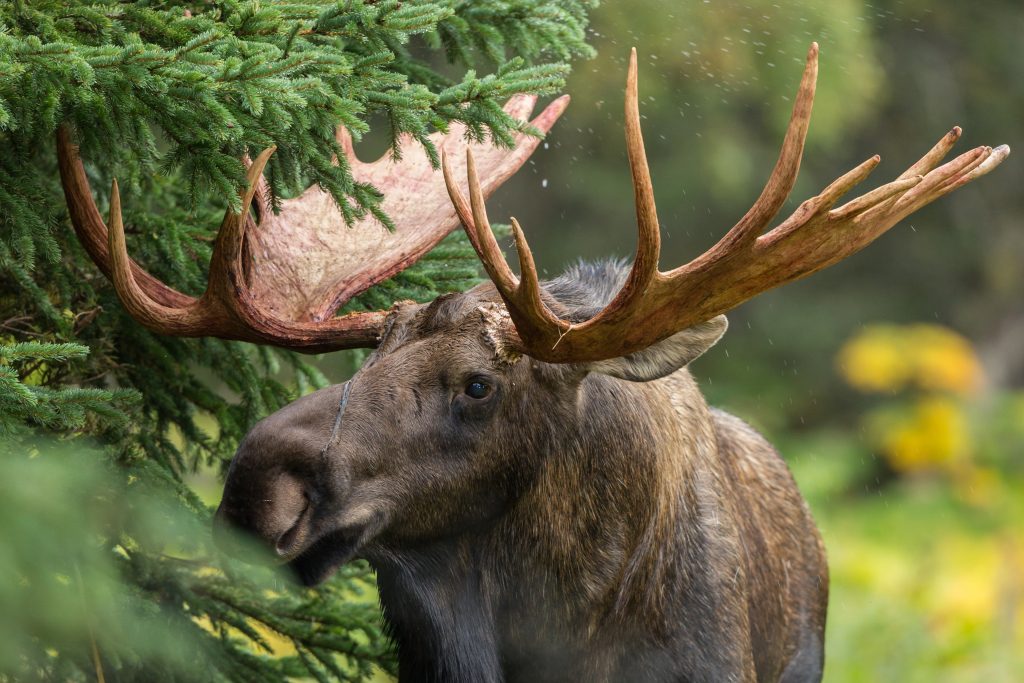 moose in Alaska