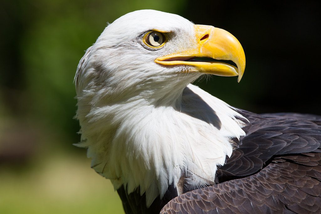 Bald Eagle In Kenai
