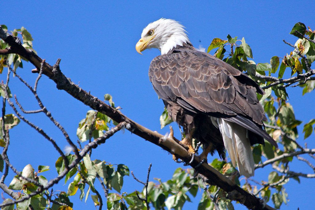 Eagle In Trees In Kenai