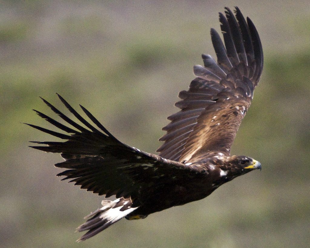 Golden Eagle in Kenai